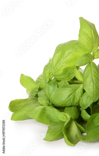 Fresh green basil on white ...