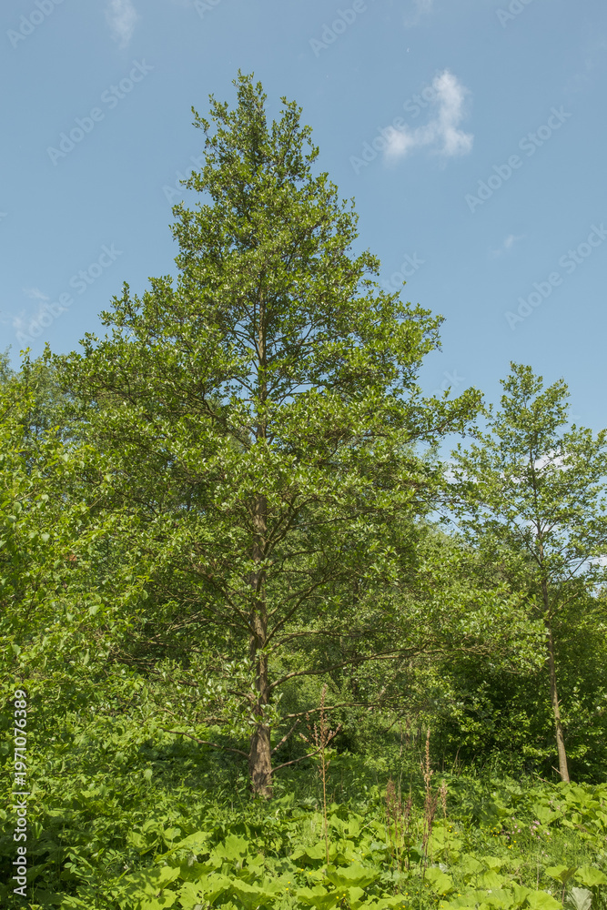Fototapeta premium Alnus glutinosa Schwarz-Erle in einer Flußaue