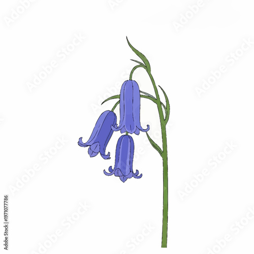 Purple Bellflower Illustration with Hanging Blooms Isolated on White Background