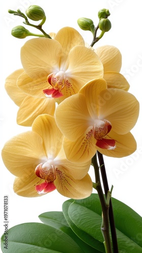 Beautiful yellow orchid flowers bloom in a pot, showcasing rich colors and textures against a white background in natural light