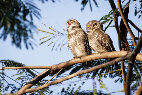 Two spotted owlets, Athene brama, perched on tree branch, one calling or yawning while the other watches alertly, warm evening light, ideal for wildlife, partnership, communication, and nature themes