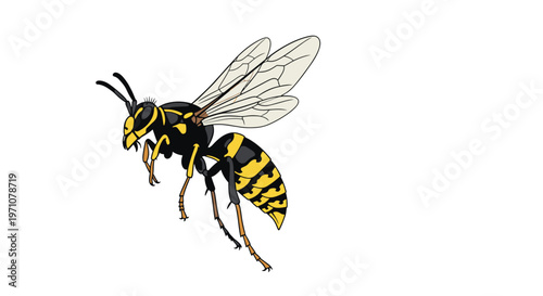 Detailed illustration of a yellowjacket wasp in flight showing wings and black and yellow stripes for nature study.