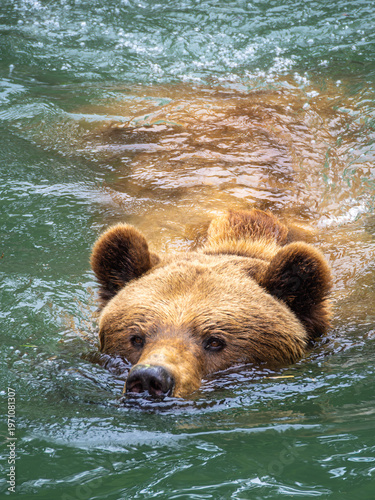 Brown Bear Swimming in Clear Water in nature