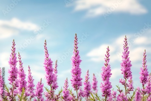 Stunning lavender meadow panorama under a clear blue sky, capturing the essence of summer bliss.