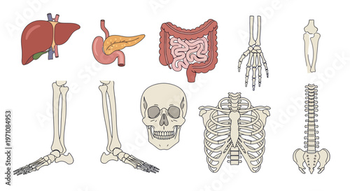 Medical Human Anatomy Illustration Set: Organs, Bones, and Skeletal System Line Art