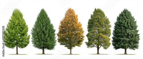 Taxodium distichum and Liquidambar styraciflua trees evoke tranquility against a pure white backdrop