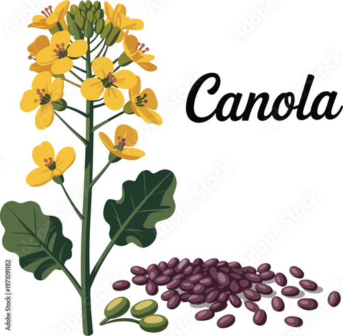 Canola Plant Flowers and Seeds Illustration