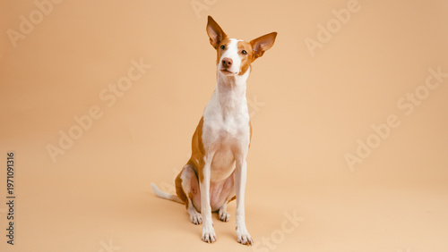 Schilderij op canvas Podenco Canario dog sitting alertly, looking up against a plain tan background i