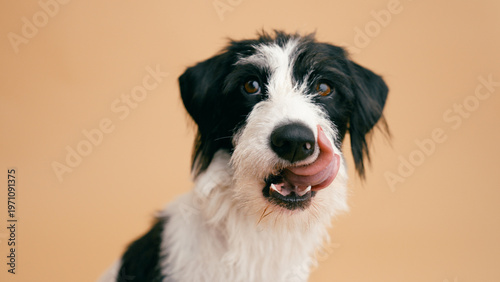 Quadro em tela Shaggy black and white puppy licking its nose, playful headshot with bright eyes