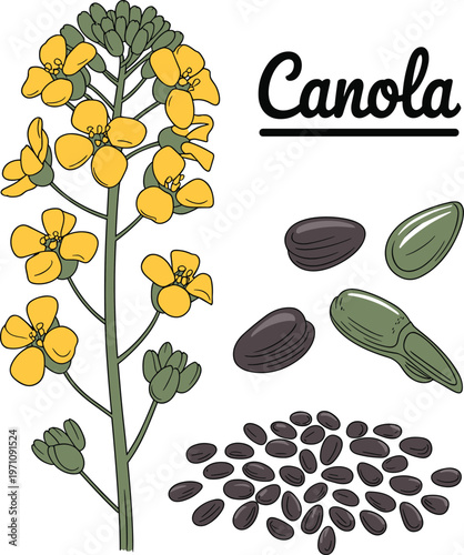 Canola Plant with Flowers and Seeds Illustration