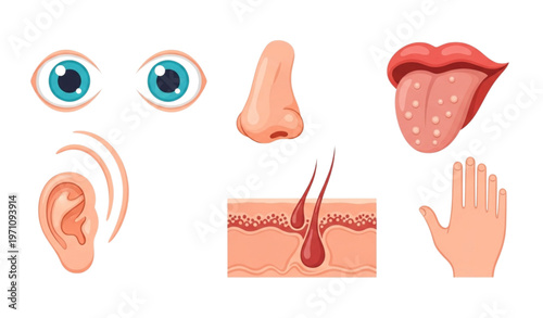 Cartoon sensory organs vector set with eyes nose tongue skin and ears isolated illustration