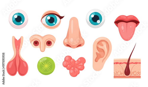Colorful cartoon human senses illustration with eyes nose tongue skin ears educational set