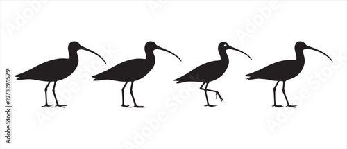 Black Ibis or Curlew Bird Silhouettes, One Walking, Others Standing, on a Clean White Background.