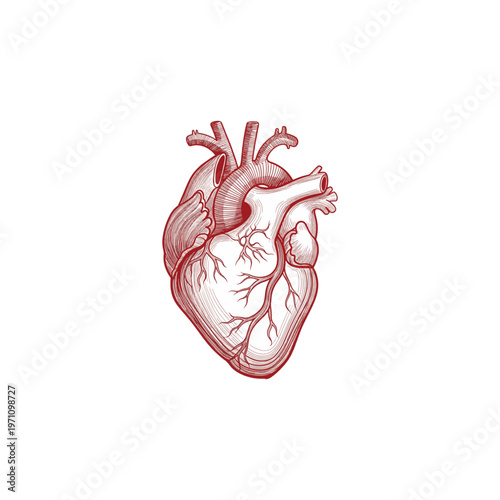 Anatomical drawing of a human heart in a detailed red ink sketch style illustration.