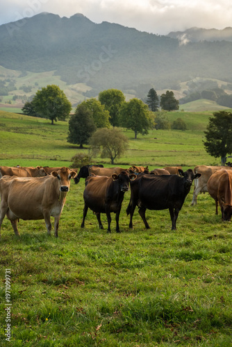 Rural scene, Herd of Jersey and Jersey cross dairy cows grazing in green grass