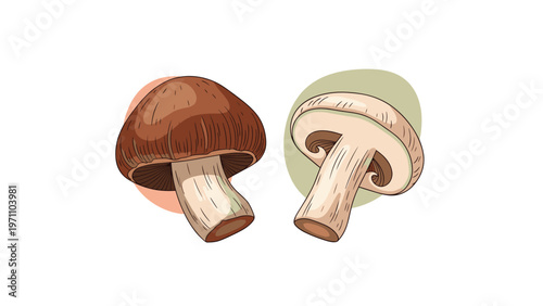 Detailed hand-drawn style illustration of two edible mushrooms, one whole brown cap mushroom and one sliced, revealing inner structure.