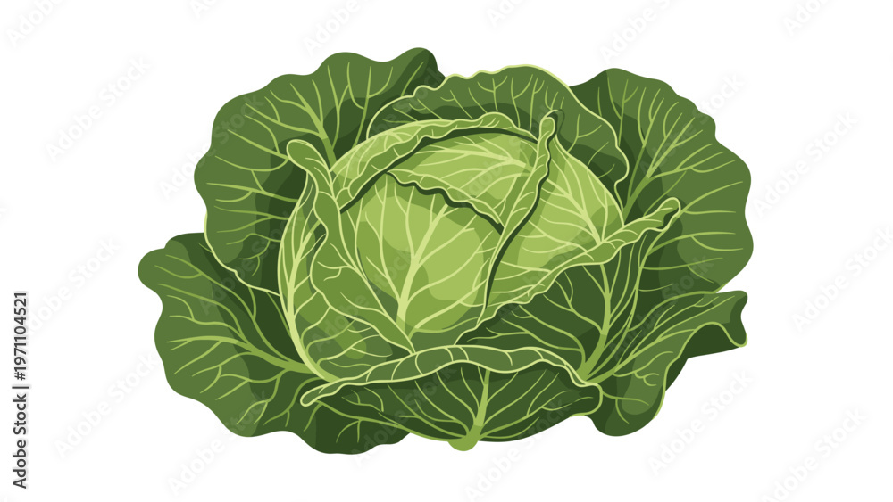 Fototapeta premium Fresh and vibrant head of green cabbage with tightly packed leaves, representing healthy and organic produce.