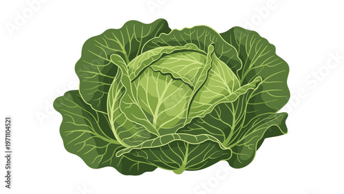 Fresh and vibrant head of green cabbage with tightly packed leaves, representing healthy and organic produce.