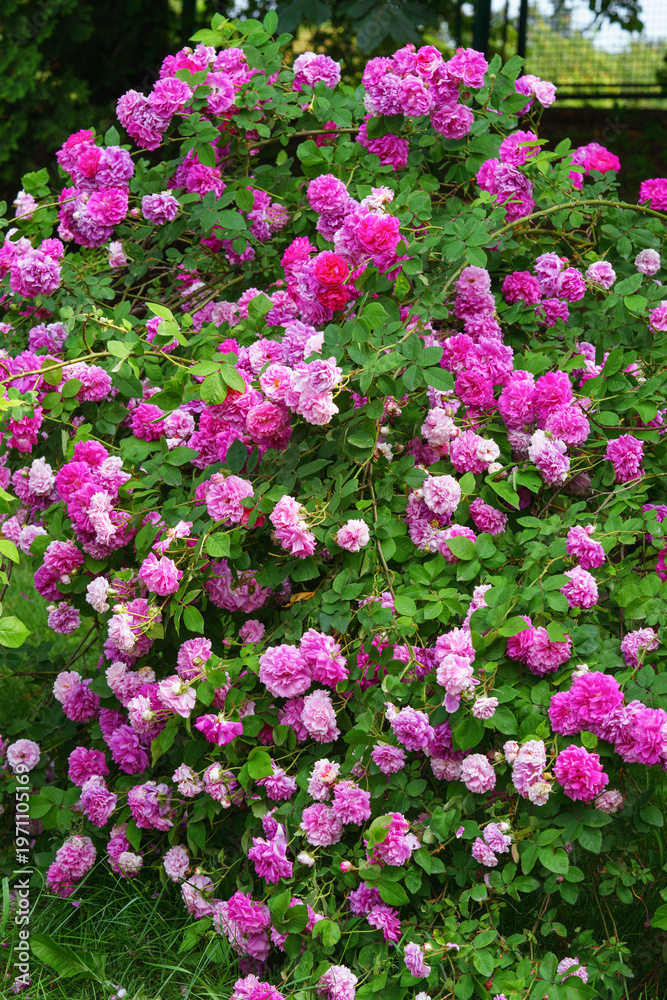 Fototapeta premium Branch of bright purple roses in full bloom growing in summer garden. Romantic floral background with natural light, decorative flowers and green foliage. Spring and nature, gardening, plant breeding.