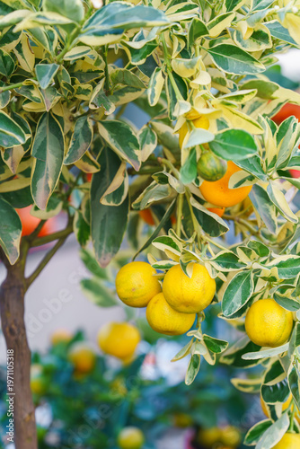 Miniature potted Calamondin citrus tree, Citrus microcarpa with orange fruits growing in garden center greenhouse, flower shop. Tropical plant for indoor gardening and decorative horticulture.
