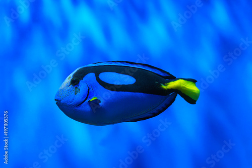 Schilderij op canvas Paracanthurus hepatus, blue tang or blue surgeonfish fish swimming in clear aquarium water with smooth blue background