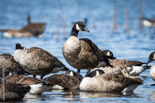 Fotografía Flock of Canadian geese swimming and preening on lake