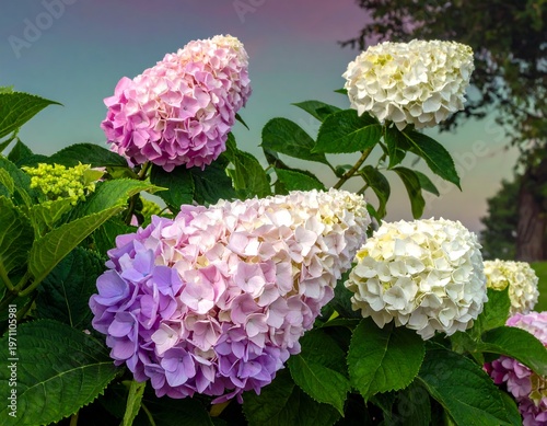 Hydrangea Paniculata - A Colorful Display of Late Summer Blooms.