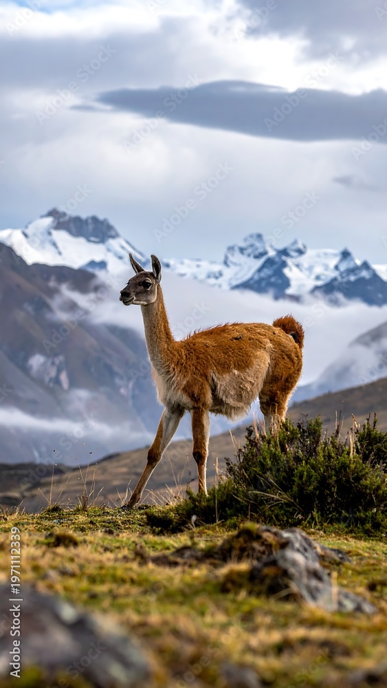 Naklejka premium Guanaco in the Andes Mountains - A Portrait of Wildlife.
