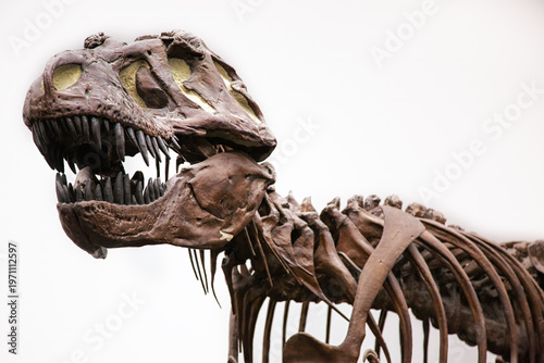 Tyrannosaurus Rex Dinosaur Skeleton In Museum Display
