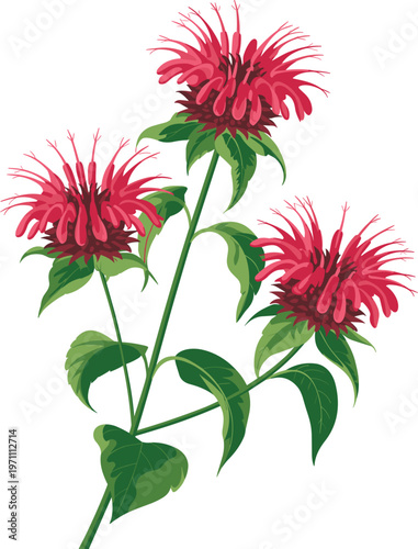 Red bee balm flower illustration with green leaves, botanical vector design, vibrant floral element isolated on light background artwork