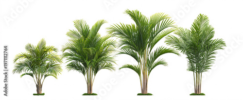 Dypsis lutescens radiates tranquility and warmth against a pure white backdrop.