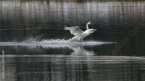 Foto Swan