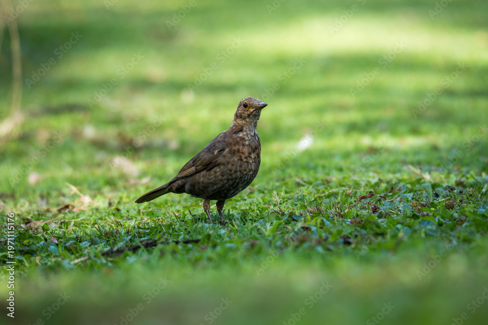 Fototapeta premium Close up of a Blackbird on green grass