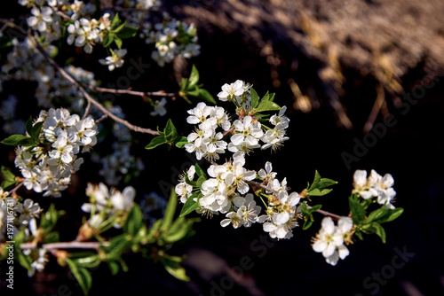 а Image of a blooming cherry branch on a tree in Ukraine