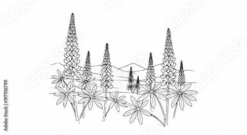 A sketch of tall lupine flowers and their palmate leaves with distant hills