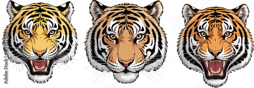Detailed tiger head illustrations with aggressive snarling expressions, vector animal mascot graphics, wildlife feline icons for creative print designs