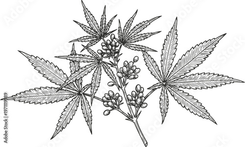 Cannabis leaves and flowering branch detailed botanical illustration in black line art