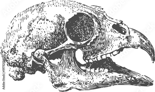 Detailed vintage illustration of a bird skull with prominent beak and eye sockets