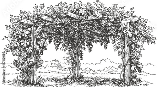 Arbor with grapevines and ripe grapes hanging in vineyard landscape, vintage botanical drawing