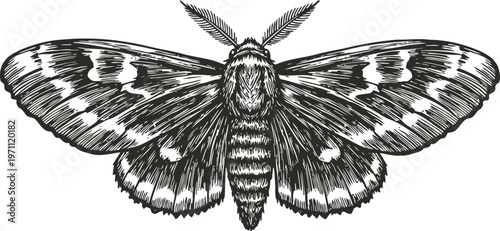 Detailed black and white illustration of a moth with spread wings insect, nature, vintage engraving