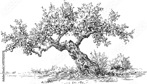 old olive tree with twisted trunk and leafy branches in a natural landscape sketch