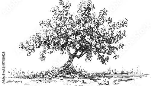 flowering tree with dense blossoms and textured bark hand drawn botanical illustration in black ink on white background