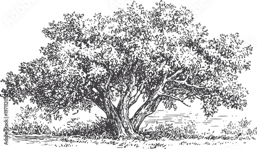 Large oak tree with dense leafy canopy and sturdy trunk in natural landscape engraving