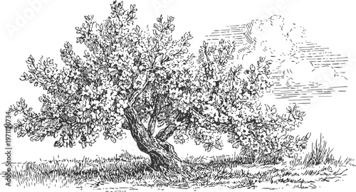 blooming apple tree in detailed black and white ink drawing flowering fruit tree with leaves and grass