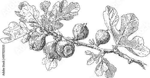 Detailed botanical sketch of fig branch with leaves and ripe fruit, vintage natural drawing