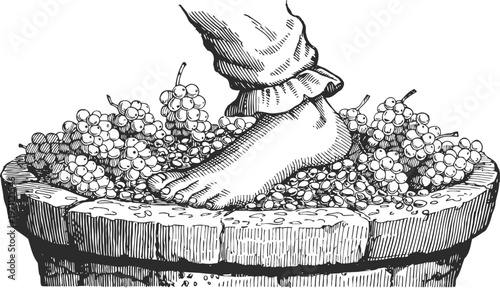 Vintage illustration of person stomping grapes in wooden barrel for winemaking process