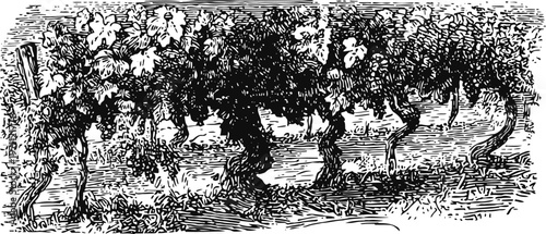 Black and white vintage illustration of grapevine plants in vineyard landscape with leaves and branches