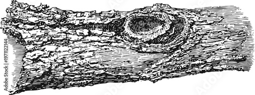 Detailed hand drawn tree bark texture with knot hole rustic natural wood pattern, vintage botanical illustration