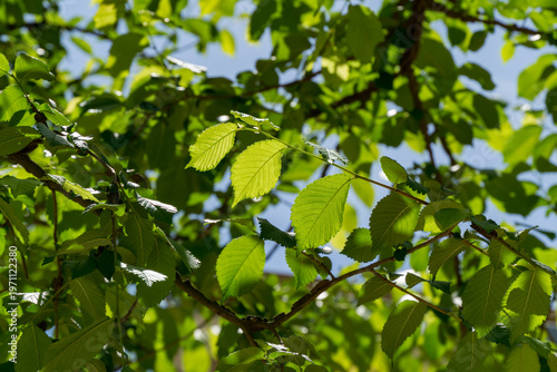 Fotografie Close-up view of vibrant green leaves on Ulmus minor or field elm tree, illuminated by sunlight