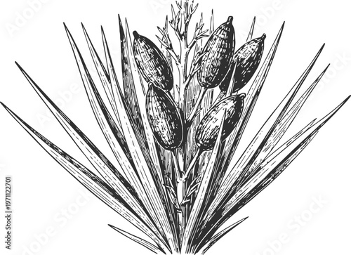 black and white botanical illustration of a yucca plant with long leaves and blooming seed pods